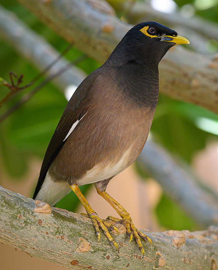 Common Mynah Common Mynah